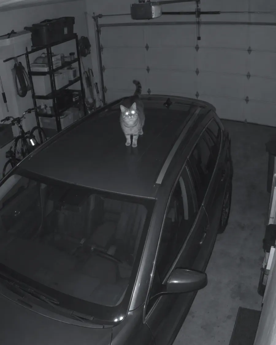 Un gato sobre el techo de un coche en la cochera